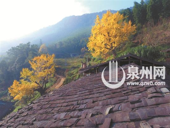 　德化杨梅丁荣村，冬日山居秋意正浓。 