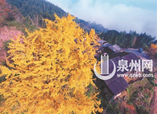 　丁荣银杏满树金黄，秋意正浓。