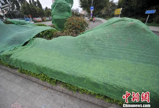 12月28日，福州街头许多植物都罩了绿色的网罩，如同穿上了“冬装”。　张斌 摄