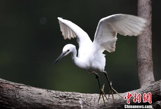  1月5日，在福州市西湖公园荷花池，一只白鹭从荷塘上方的树枝上起飞。乐细巾 摄