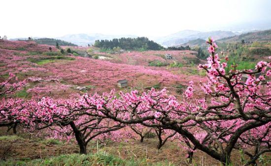 2016年桃花红遍龙泉山。金士廉 摄